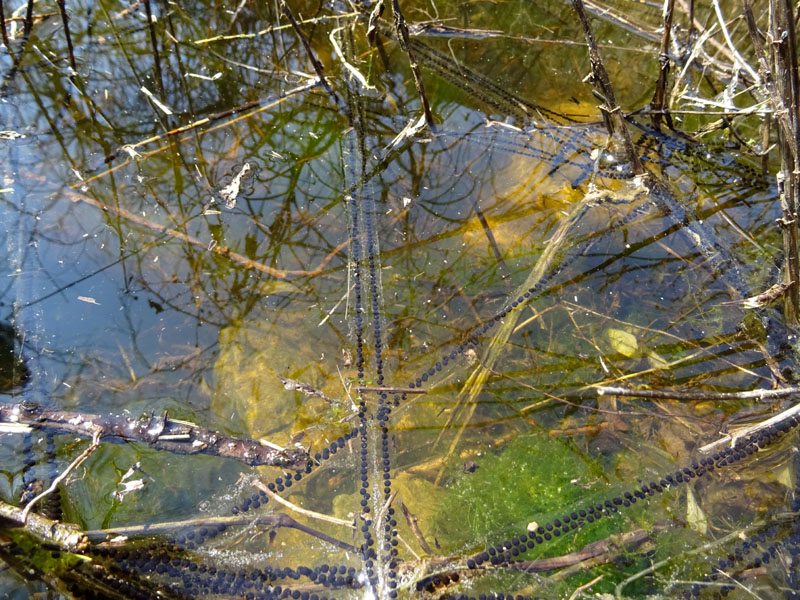 uova di......Bufo bufo (rospo comune)